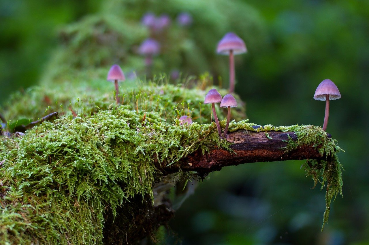 mushrooms, moss, fungi-2786789.jpg